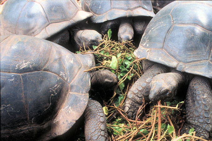 Seychellen 1999-072.jpg